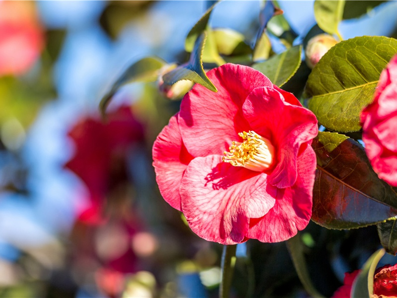 断梅三首·其三原文注释译文赏析-曹勋诗词-宋诗全集