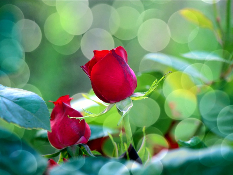 画竹原文注释译文赏析-韩淲诗词-宋诗全集