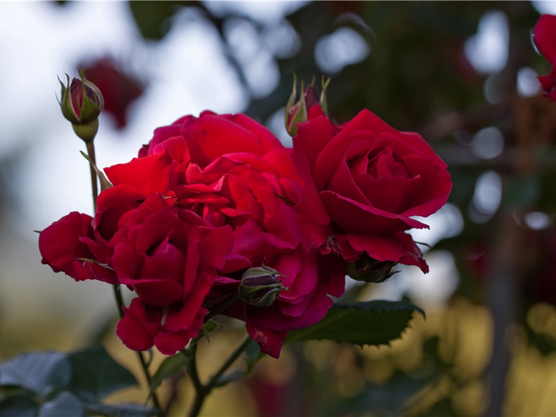 挽赵秋晓·其一原文注释译文赏析-陈纪诗词-宋诗全集