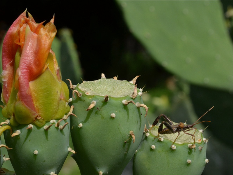 腊月村田乐府十首·灯市行原文注释译文赏析-范成大诗词-宋诗全集