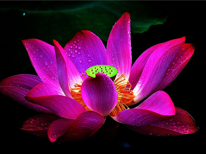 岁暮有感原文注释译文赏析-蔡戡诗词-宋诗全集