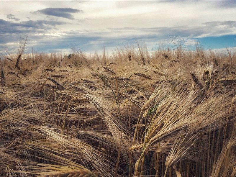 和同舍夏日四诗·其三原文注释译文赏析-程俱诗词-宋诗全集