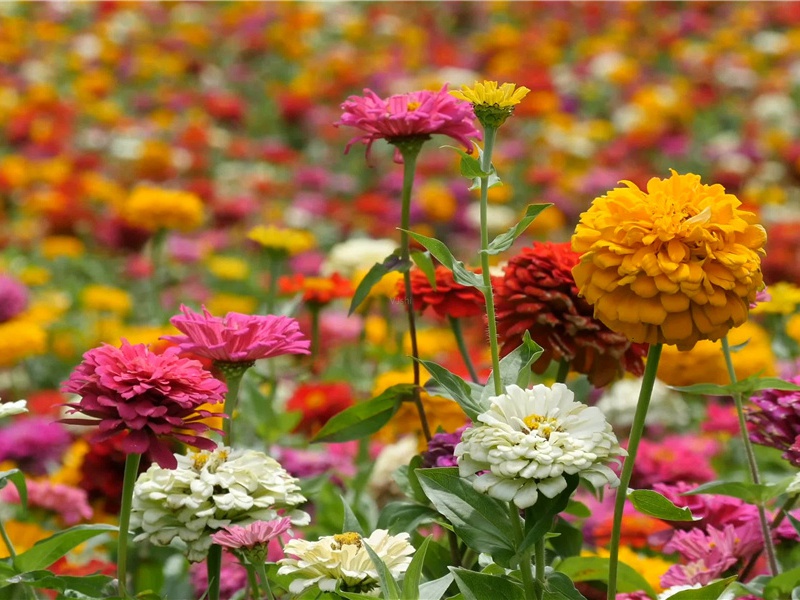 雨晴早出原文注释译文赏析-蔡襄诗词-宋诗全集