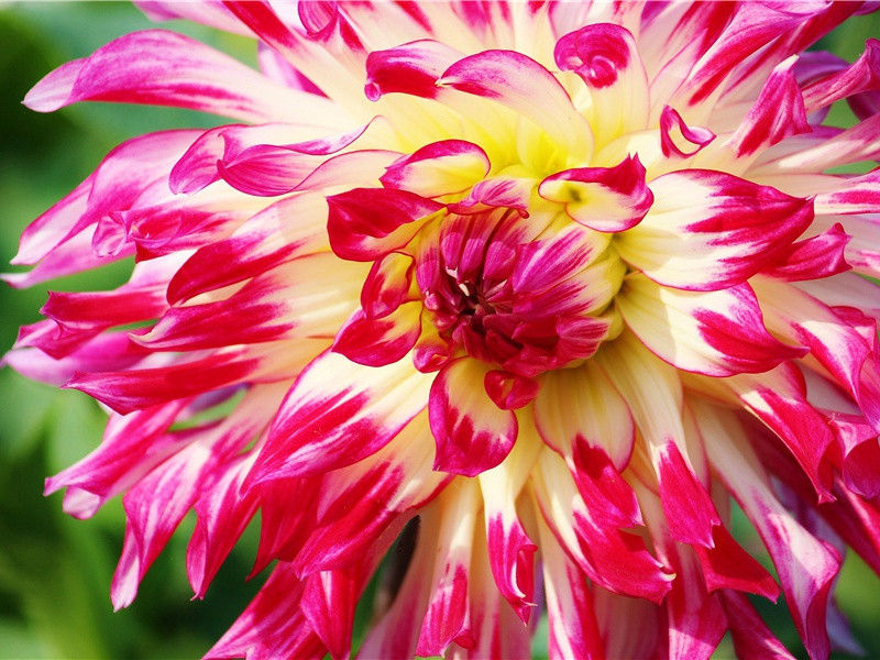 四贤一不肖诗·欧阳永叔原文注释译文赏析-蔡襄诗词-宋诗全集