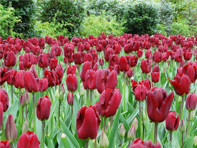 上广东漕使黄郎中·其四原文注释译文赏析-曾丰诗词-宋诗全集