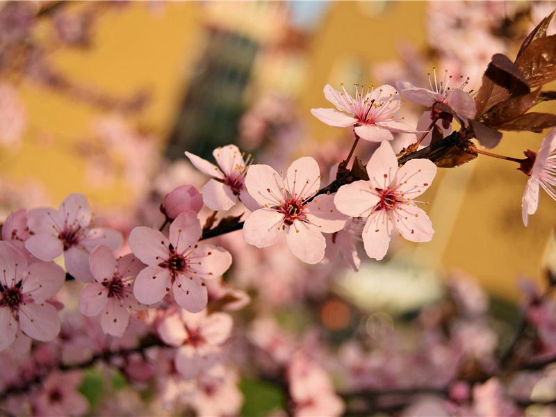 庆元二年恭上太皇太后皇太后太上皇帝太上皇后尊号二十四首·其一六原文注释译文赏析-郊庙朝会歌辞诗词-宋诗全集