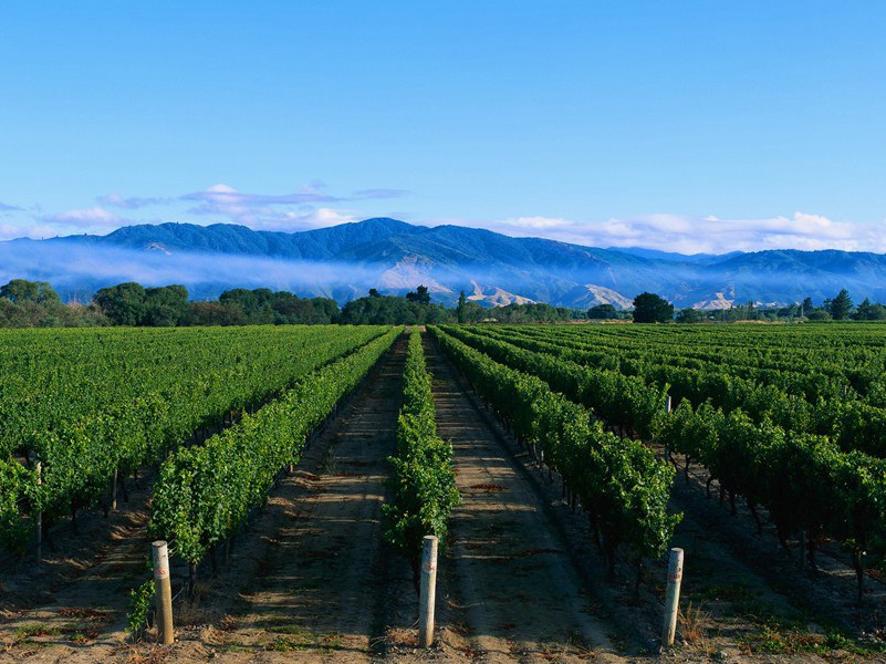 雨洗娟娟净,风吹细细香出处意思赏析