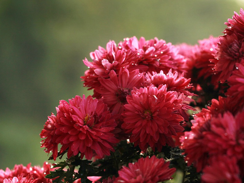 河梁幸未坼,枝撑声窸窣的意思出处赏析