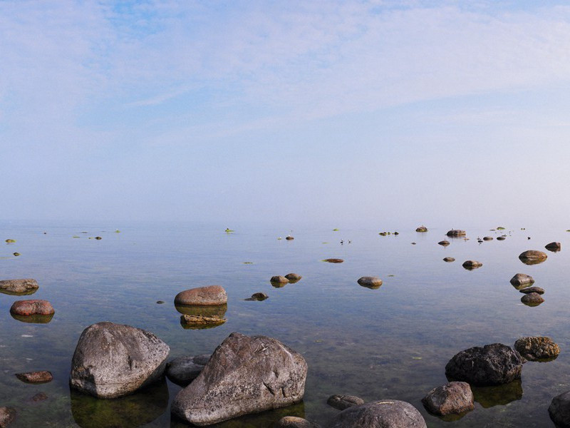 田中有转蓬,随风远飘扬出处意思赏析