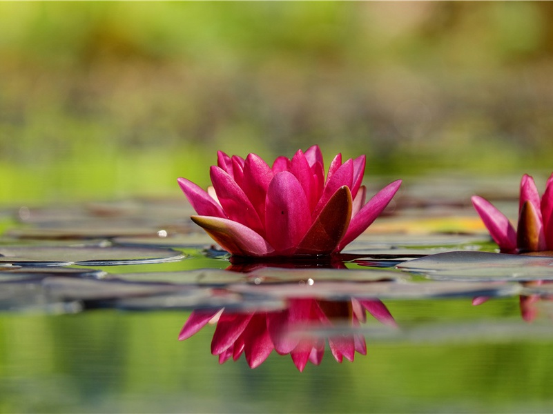 登高-原文注释翻译赏析杜甫古诗)