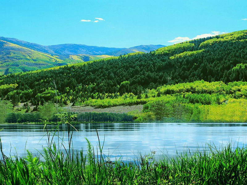 《柳州榕叶落尽偶题》赏析-柳宗元的诗