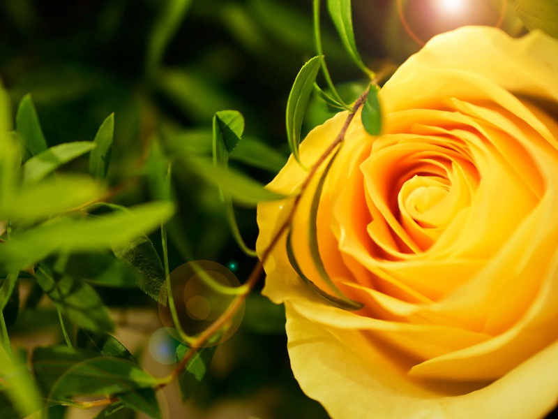 冬去冰须泮,春来草自生出处意思赏析