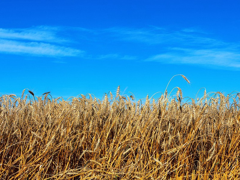 黄蜂频扑秋千索,有当时,纤手香凝出处意思赏析