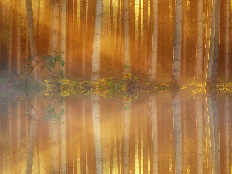 惆怅东风无处说,不教闲地著春华出处意思赏析