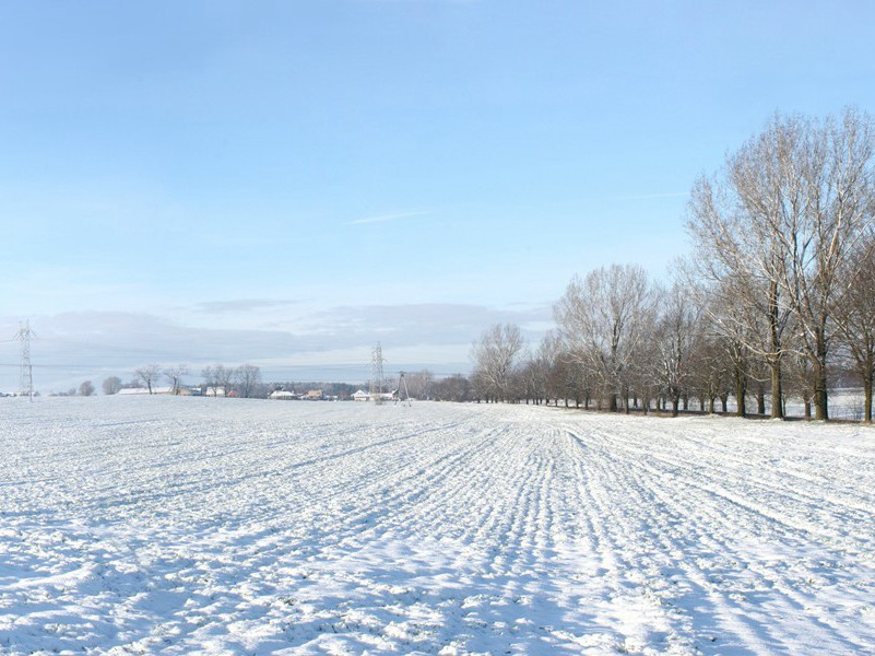 寒蝉聒梧桐,日夕长鸣悲出处意思赏析