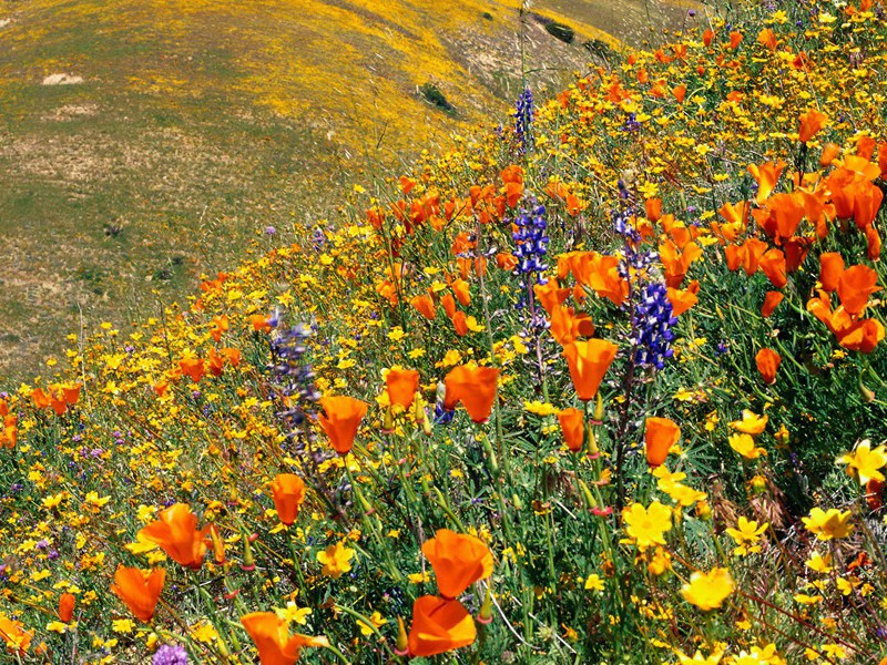 日气含残雨,云阴送晚雷出处意思赏析