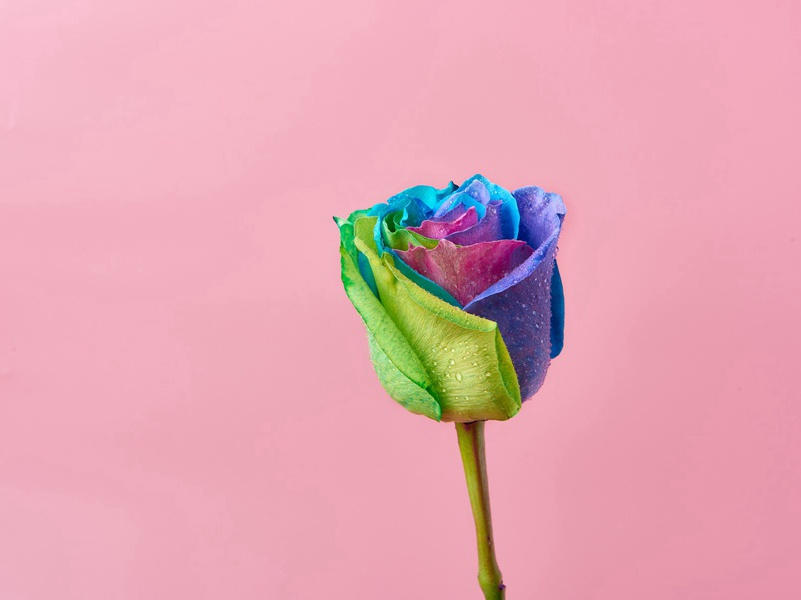 惟将终夜长开眼,报答平生未展眉的意思出处赏析