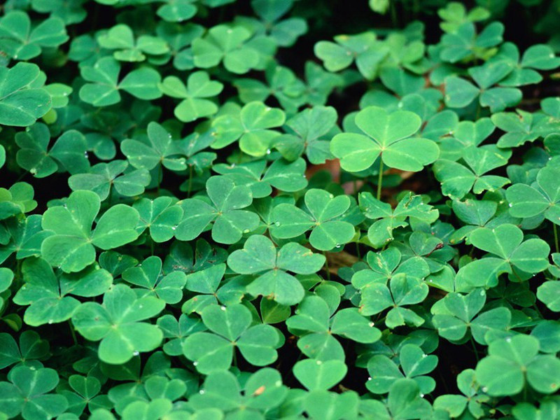 拔毛能济世,端为谢杨朱出处意思赏析