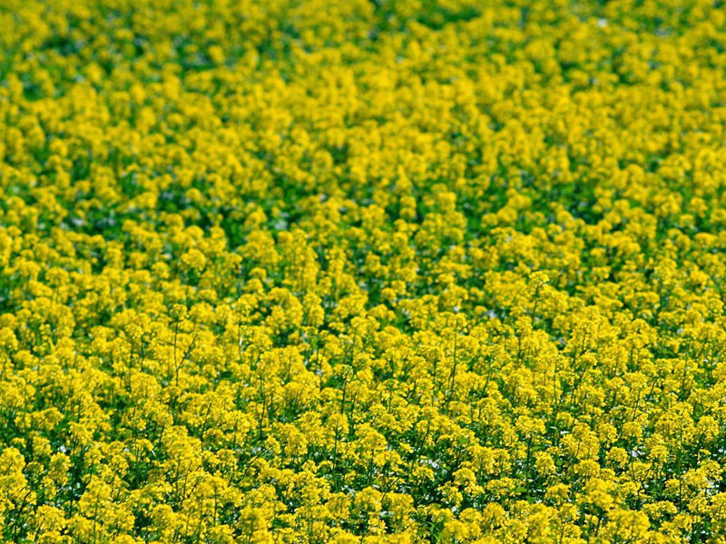 海风吹不断,江月照还空出处意思赏析