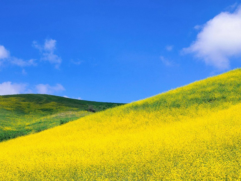 杨柳青青江水平,闻郎江上唱歌声出处意思赏析