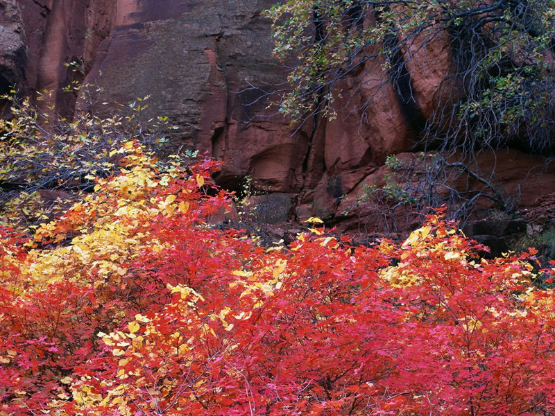 《诉衷情》冷落绣衾谁与伴)原文翻译赏析-纳兰性德诗词