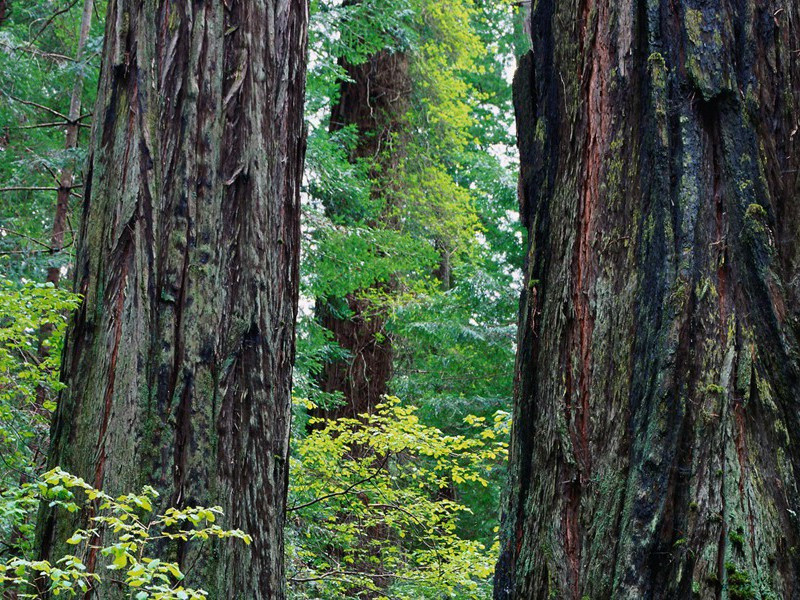 鹜落霜洲,雁横烟渚,分明画出秋色出处意思赏析