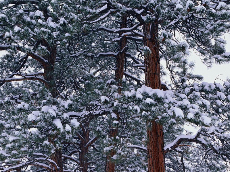 隔嵯峨白帝城,捱长宵何处销凝出处意思赏析