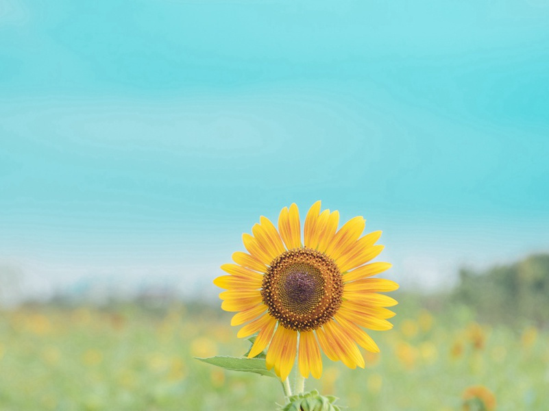 谁谓帝宫远,路极悲有余出处意思赏析