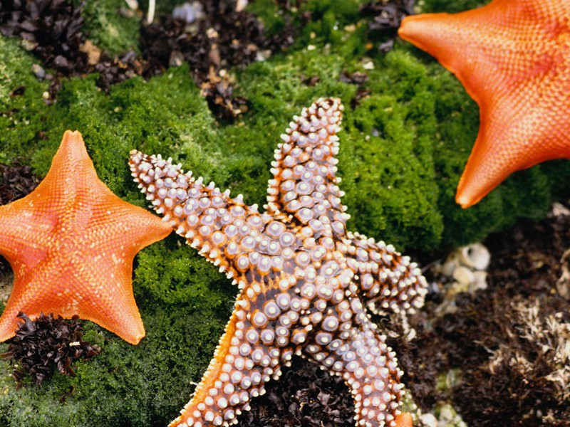 四面边声连角起,千嶂里,长烟落日孤城闭出处翻译赏析