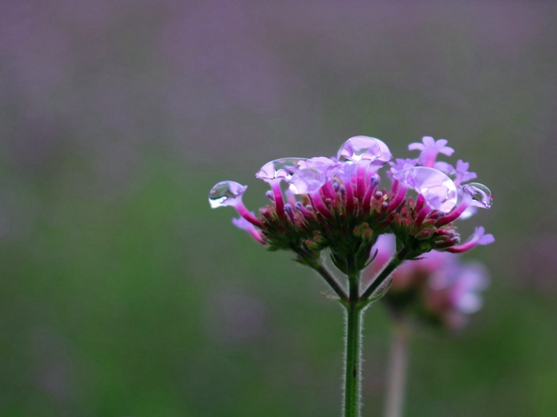 玄蝉去尽叶黄落,一树冬青人未归出处意思赏析