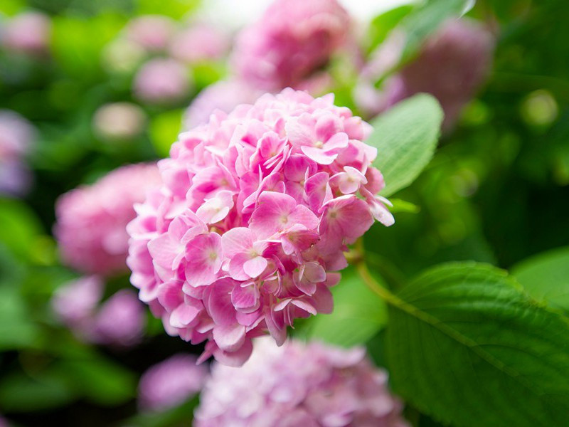 客至-原文句解题解赏析-杜甫古诗