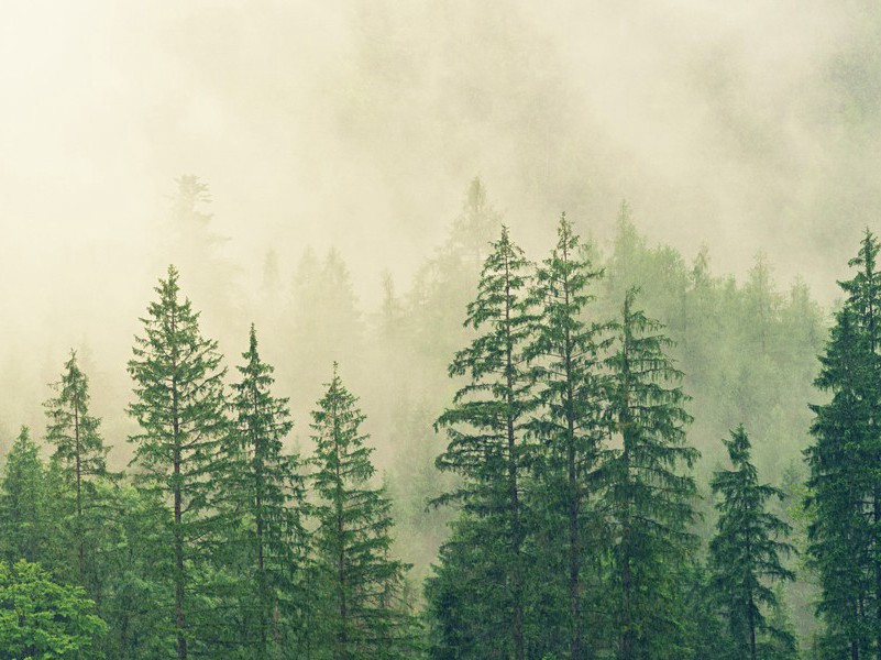 绝句·两个黄鹂鸣翠柳-原文句解题解赏析-杜甫古诗