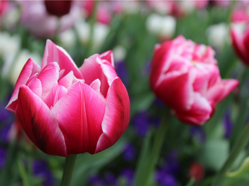 先帝天马玉花骢,画工如山貌不同出处意思赏析