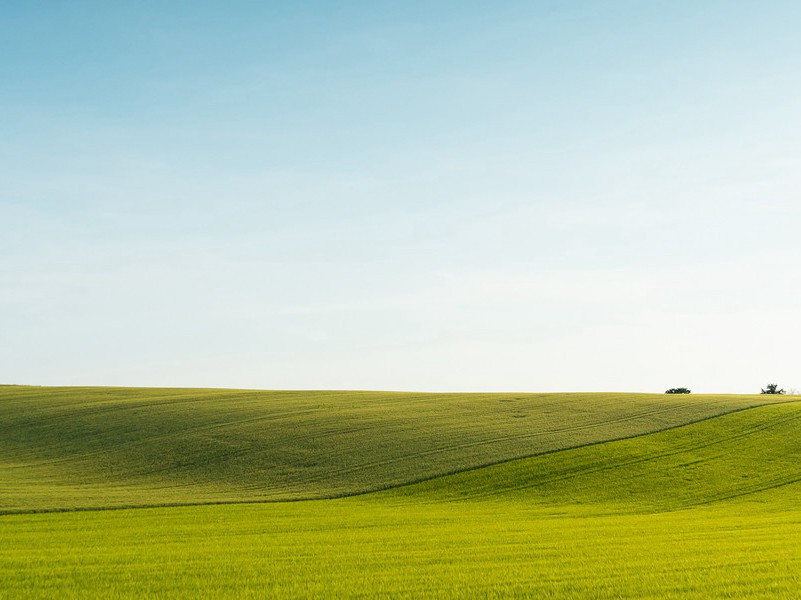 宁可枝头抱香死,何曾吹落北风中出处翻译赏析