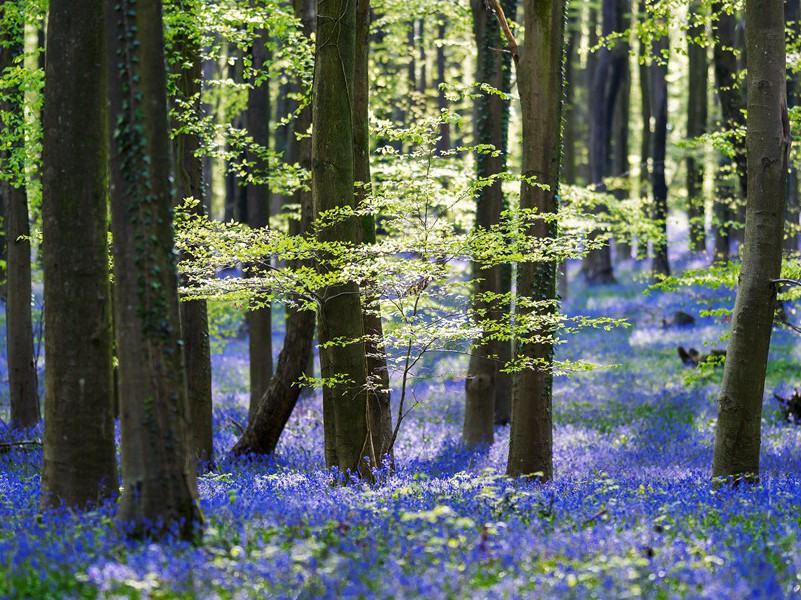 马毛带雪汗气蒸,五花连钱旋作冰,幕中草檄砚水凝出处意思赏析