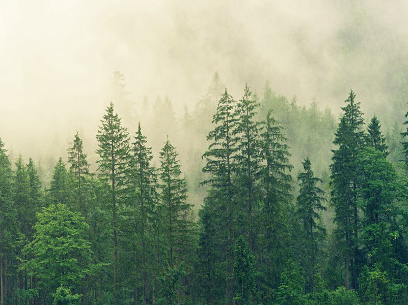 细雨湿衣看不见,闲花落地听无声出处意思赏析作者