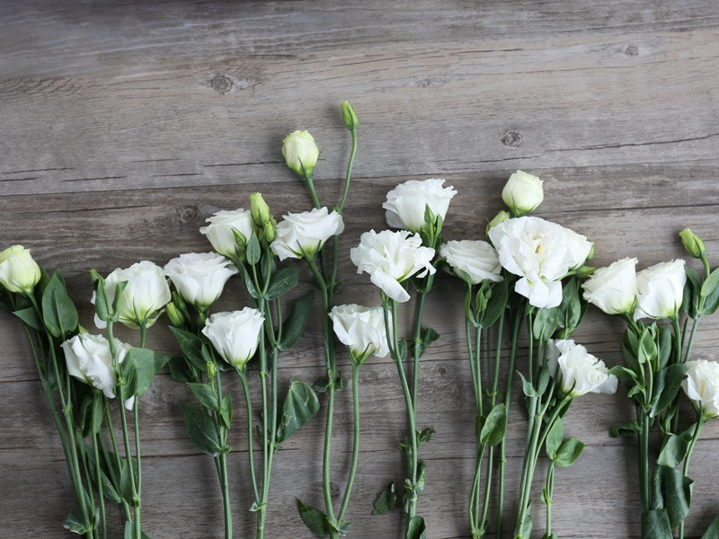 梦魂惯得无拘检,又踏杨花过谢桥出处意思赏析