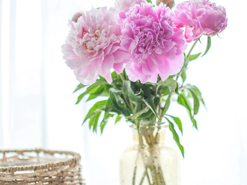 石壕吏-原文句解题解赏析-杜甫古诗