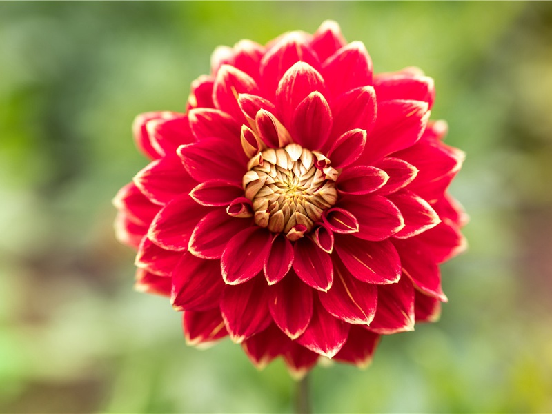 江村-原文句解题解赏析-杜甫古诗