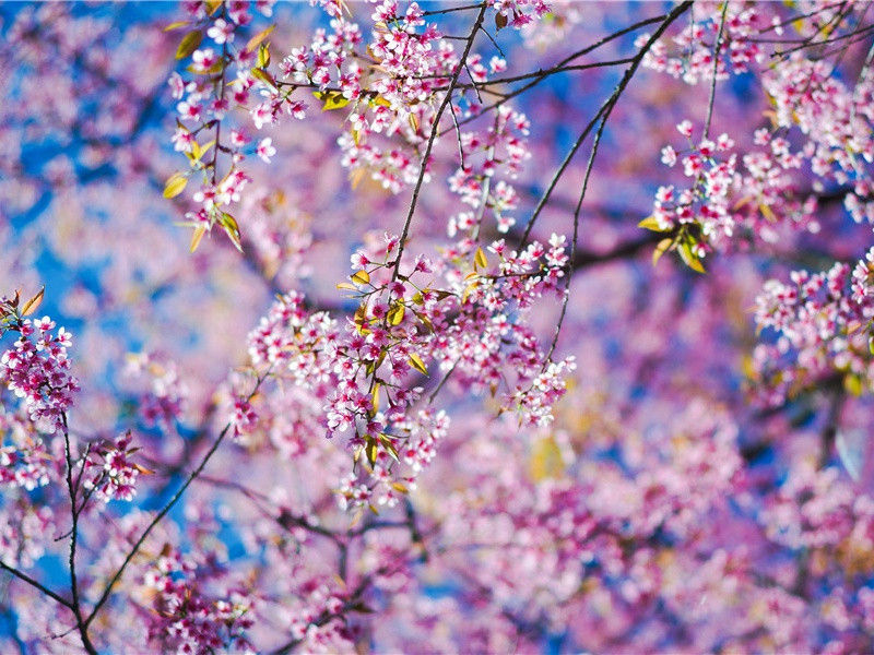 春夜喜雨-原文句解题解赏析-杜甫古诗