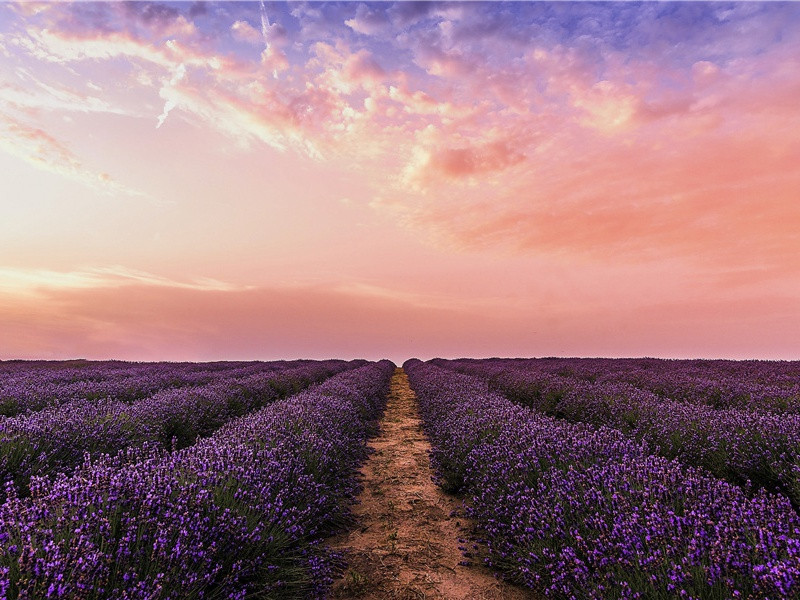 昔看黄菊与君别,今听玄蝉我却回出处意思赏析