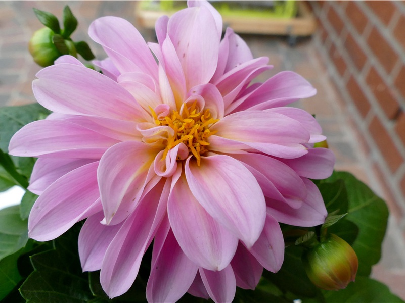 绝句·两个黄鹂鸣翠柳-原文句解题解赏析-杜甫古诗