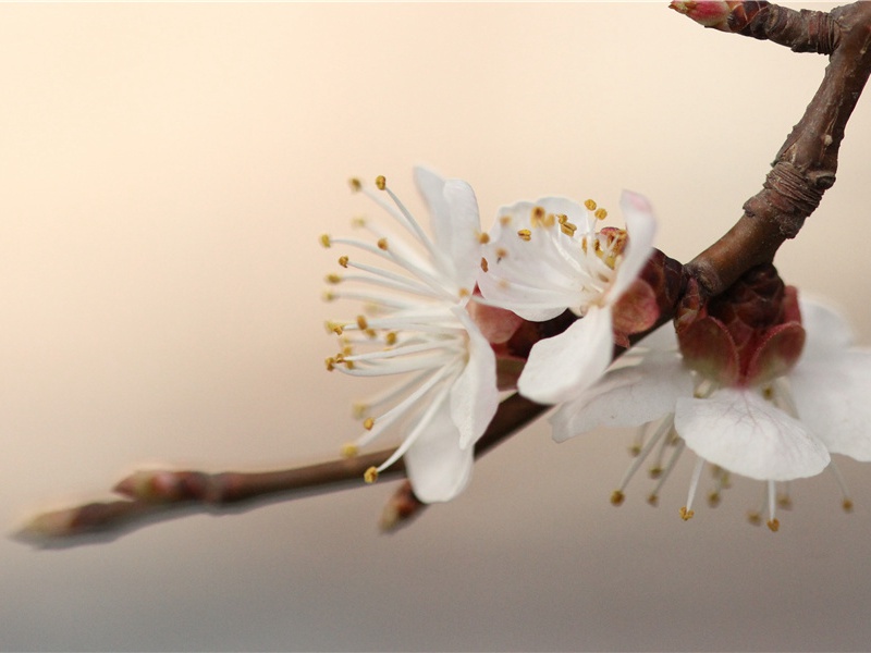 登高-原文句解题解赏析-杜甫古诗