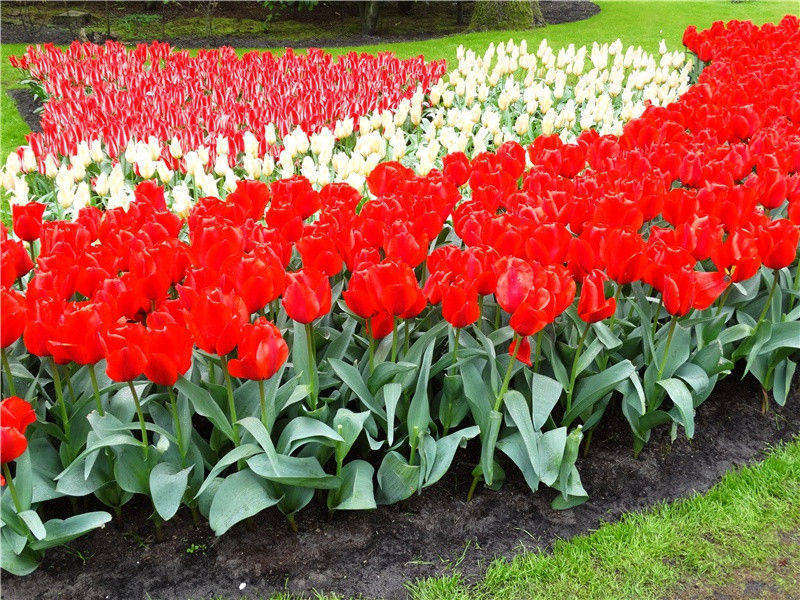 江汉-原文句解题解赏析-杜甫古诗