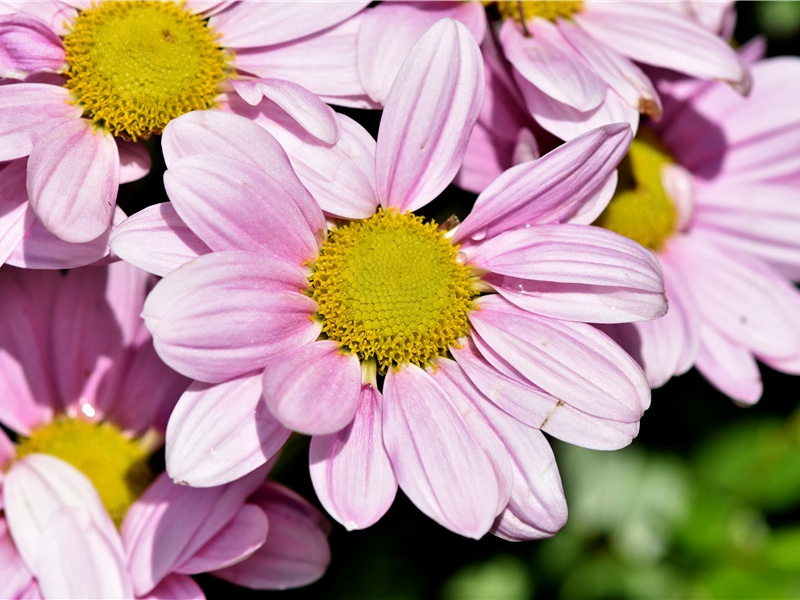 《狱中上母书》原文翻译赏析-夏完淳文言文