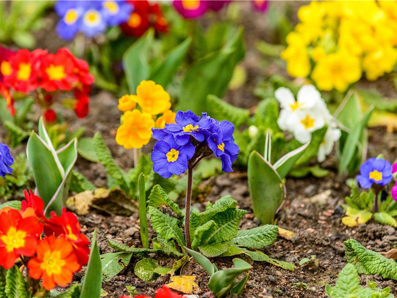 胡马大宛名,锋棱瘦骨成出处意思赏析