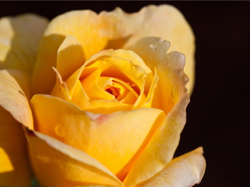 逢杨开府-原文句解题解赏析-韦应物古诗