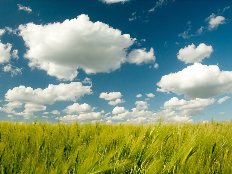 送杨氏女-原文句解题解赏析-韦应物古诗