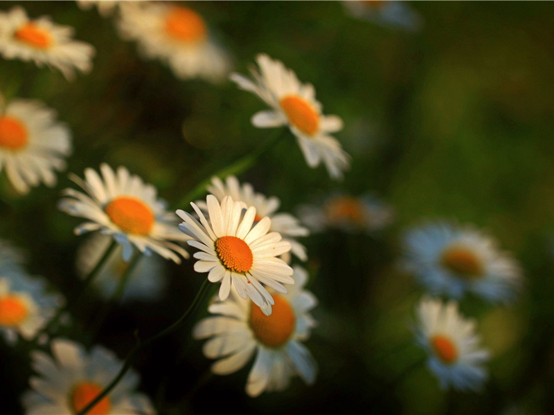 况属高风晚,山山黄叶飞出处意思赏析
