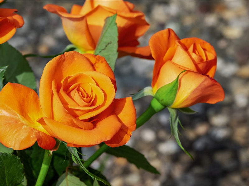 采樵入深山,山深树重叠出处意思赏析